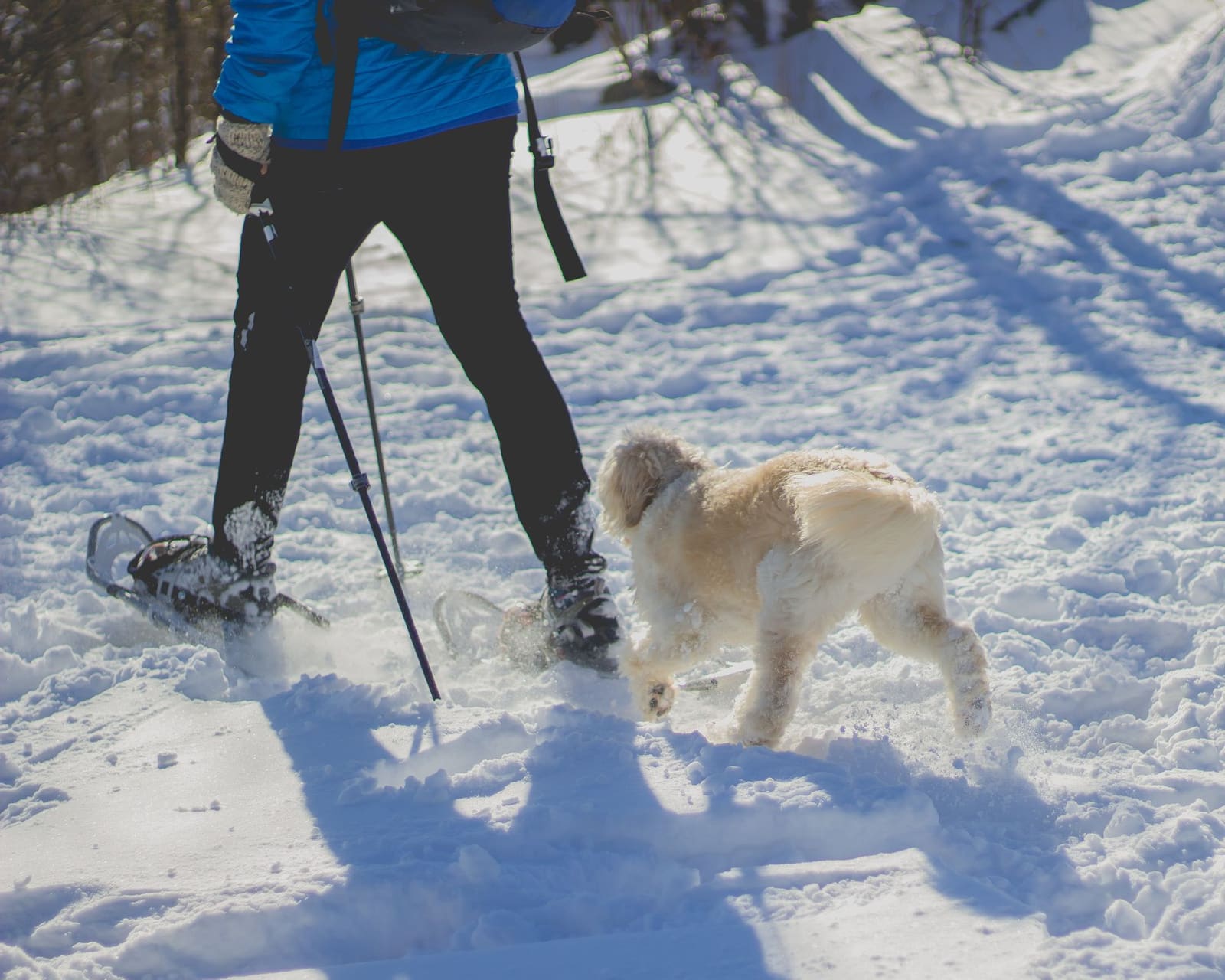 Person som går på truger i snøen sammen med en hund